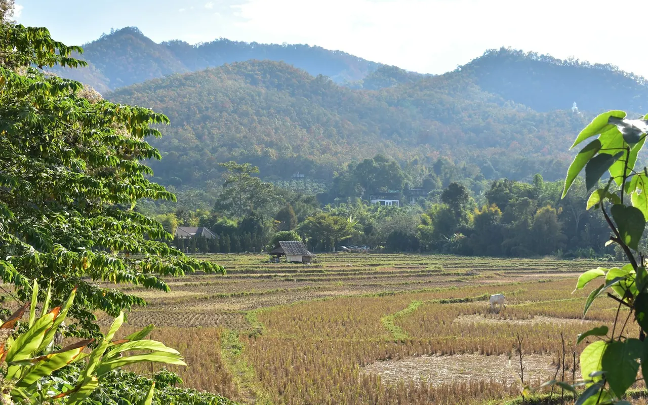ทุ่งนาและทิวเขาในอำเภอปาย แม่ฮ่องสอน
