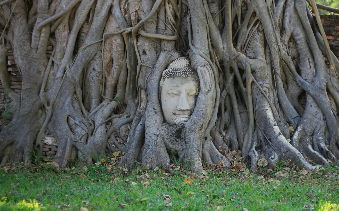 เศียรพระพุทธรูปในรากต้นโพธิ์ วัดมหาธาตุ อยุธยา
